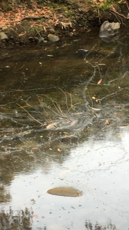 scum on surface- approx 50 metres from fishing platform - adjacent camp sites 122/123