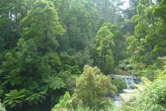 Nice early summer pic of main drop Morwell River Falls. Water is tested about 200m downstream