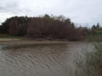 View across the creek at the usual sampling spot