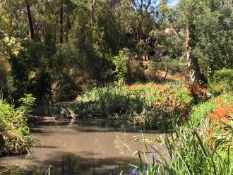 Log dam to left of photo.  Montbretia weed spreading along Karingal Yalloc