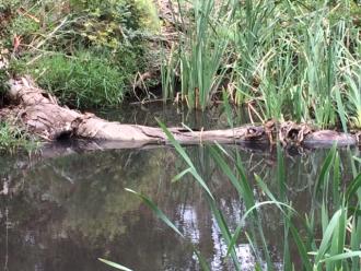 Log Dam Karingal Yalloc.