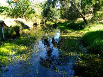 Riddells Creek at the old Swimming Hole 09 03 2017