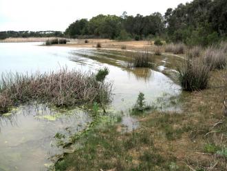 green scum near reeds