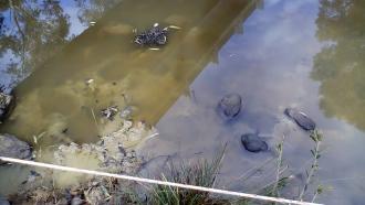 cattle pugging and mud in water at sample point