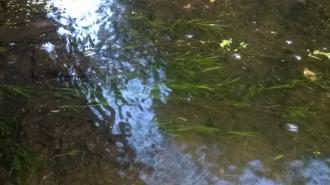 Blunt Pondweed Potamogeton ochreatus