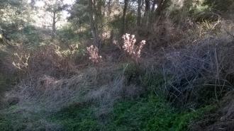 Weeds sprayed on south west bank