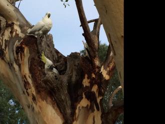 cockatoos nesting in tree next to creek