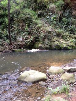 foam collecting at the bend of the river
