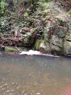 Foam collecting at the bend of the river