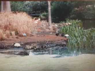 Northern Gardens Wetland