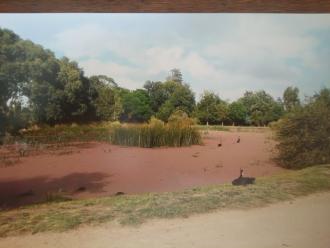 Northern Gardens Wetland