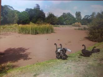 Northern Gardens Wetland