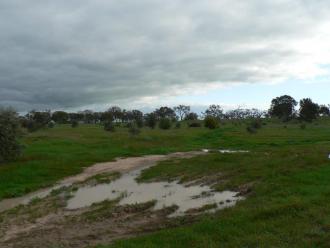 Track going into redgum swamp