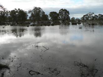 The east side of the redgum swamp has water photo’s with a number of water birds already present.