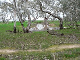 in the past when one could see water in York Plains from the road the redgum swamp would be full, not this time, but close to spilling into it. The photo shows how close