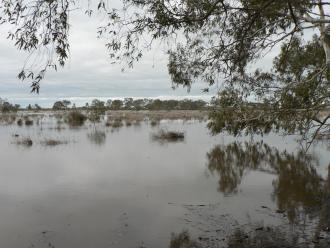 The east side of the redgum swamp has water photo’s with a number of water birds already present.