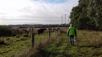 Cows in paddock next to Blind Creek