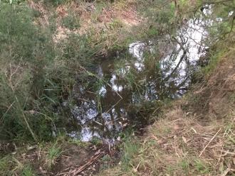 Toomuc Valley Creek showing banks