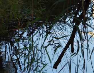 Peaceful waters