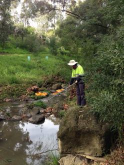 Green Army member collecting sample at sample site, just d/s of large pool