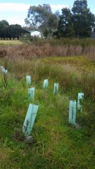 Council planted native trees.