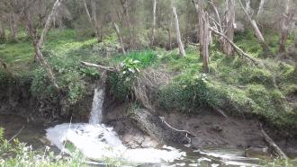 Instream flow into Dandenong Creek north of the bridge