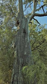 Goanna