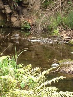 - near the BigTree- water clear- duck enjoying the area