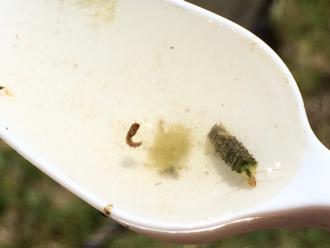 Caddisfly nymph ? species and a ?