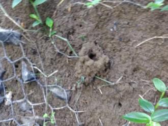 Burrow of Burrowing crayfish