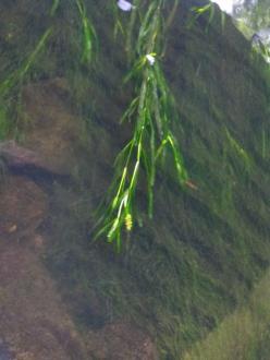 Blunt Pondweed (Potamogeton ochreatus) in flower