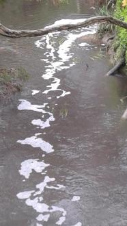 Dandenong Creek instream foam north of bridge