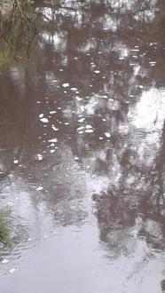 Dandenong Creek South of brdige