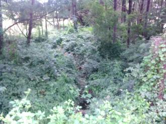 View east from Whitelaws Track