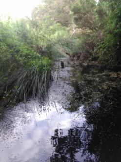 View north from beneath bridge