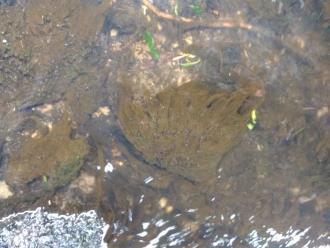 Brown algae growing on rocks and Blunt Pondweed