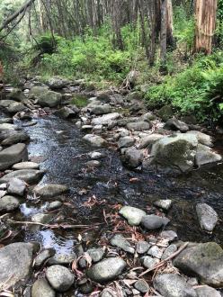 looking upstream from the Big tree