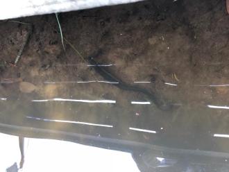 Eel under the fishing platform