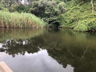 Fishing platform - looking across river