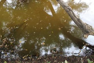 CC Lewis Drive Wetland sample site