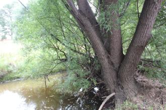 CC Lewis Drive Wetland upstream
