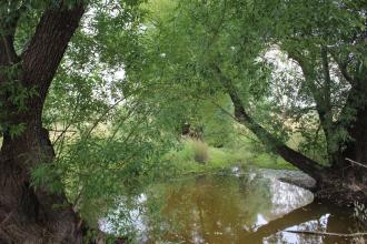 CC Lewis Drive Wetland down stream