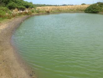 near the birdhide