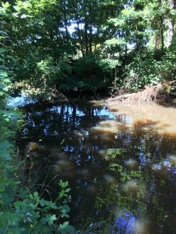 Looking downstream