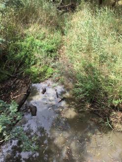 downstream