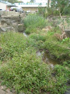 lots of vegetation in the waterway at YDI838