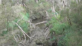 Fallen branches in creek north of bridge