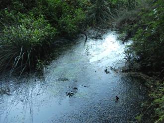 Algal growth in creek.