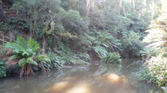 View upstream Morwell River Falls