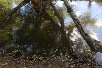 Site